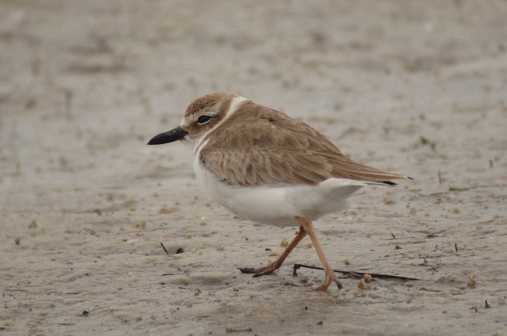 Plover, Wilson's, 2010-01318517 St. Petersburg, FL.JPG - Wilson's Plover. DeSoto Fort Park on the Gulf of Mexico. St. PeterSburg, FL, 1-31-2010